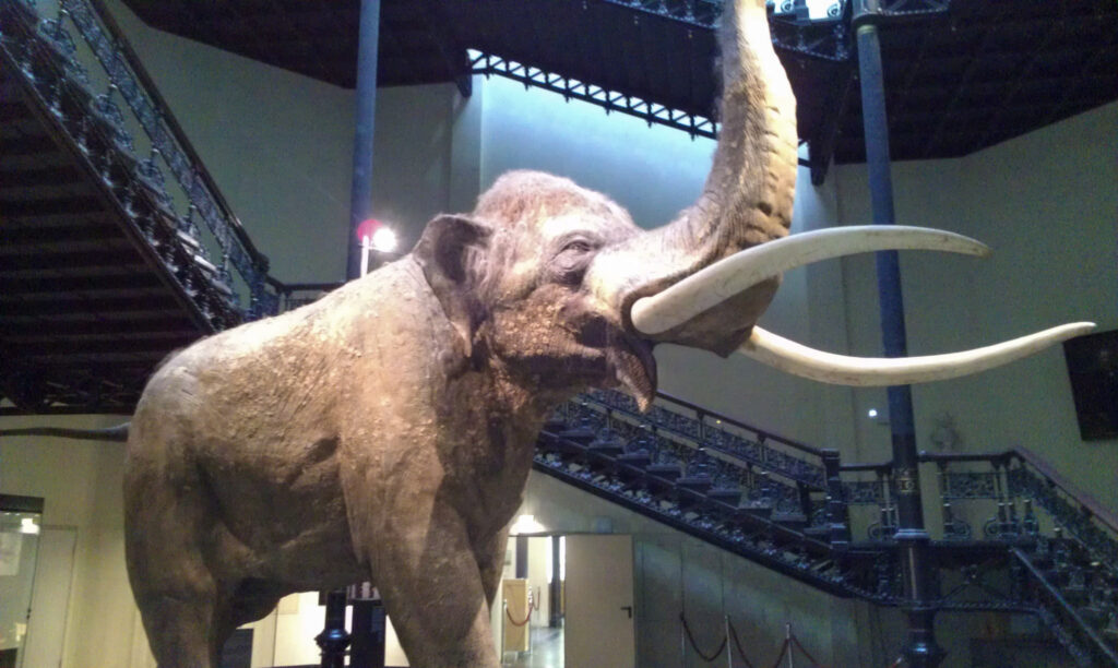 Naturkundemuseum Berlin