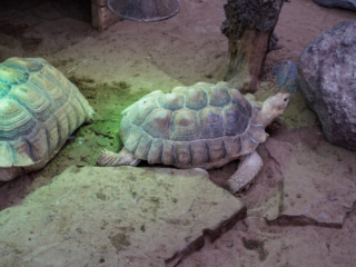 Berkenhof 's Tropical Zoo