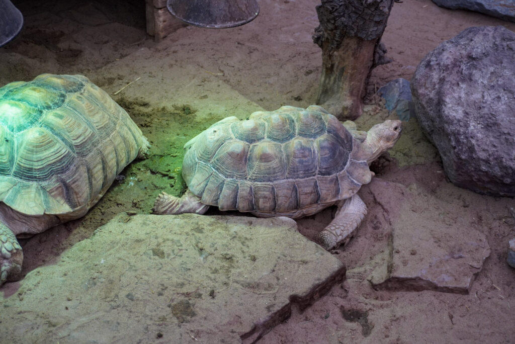 Berkenhof 's Tropical Zoo