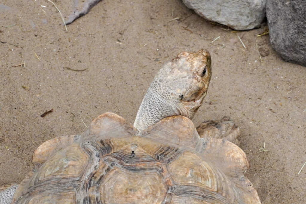 Berkenhof 's Tropical Zoo