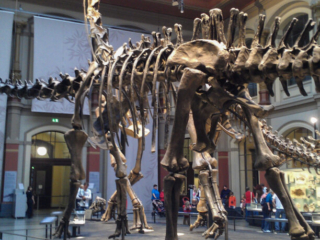 Naturkundemuseum Berlin