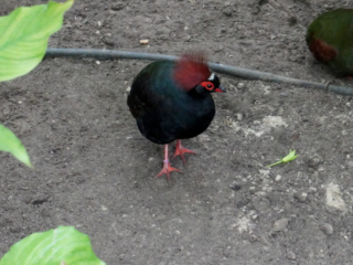 Berkenhof 's Tropical Zoo