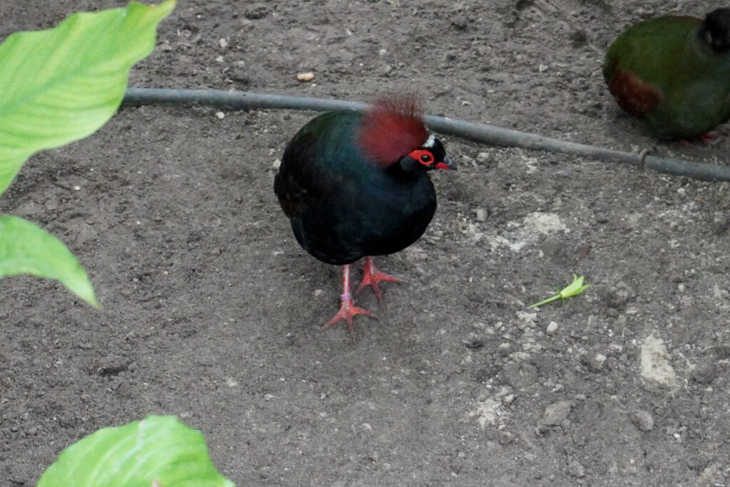 Berkenhof 's Tropical Zoo