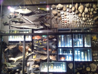 Naturkundemuseum Berlin