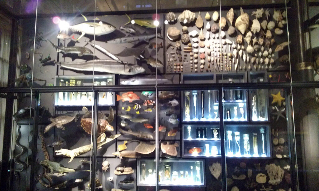 Naturkundemuseum Berlin