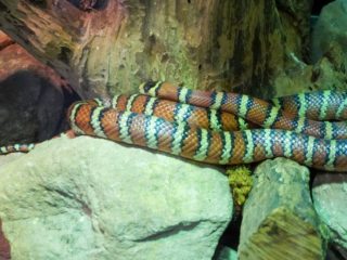 Berkenhof 's Tropical Zoo