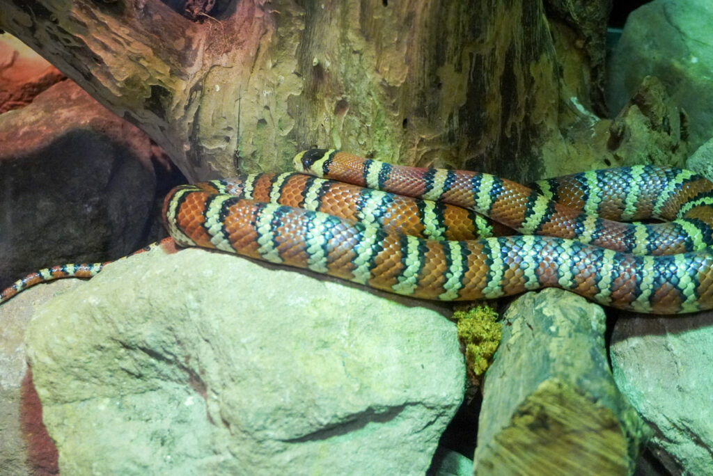 Berkenhof 's Tropical Zoo