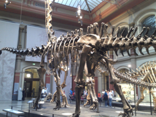 Naturkundemuseum Berlin