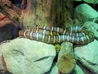 Berkenhof 's Tropical Zoo