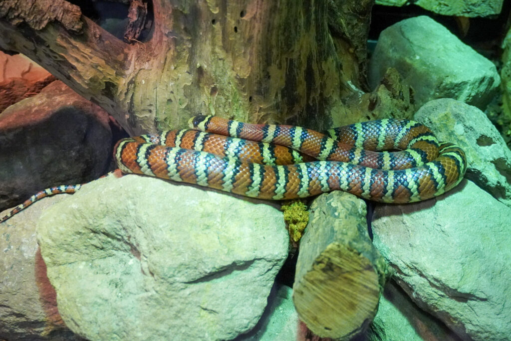 Berkenhof 's Tropical Zoo