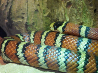 Berkenhof 's Tropical Zoo