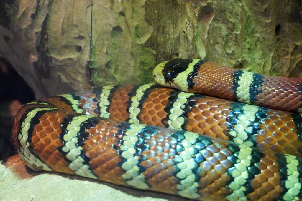 Berkenhof 's Tropical Zoo