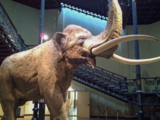 Naturkundemuseum Berlin