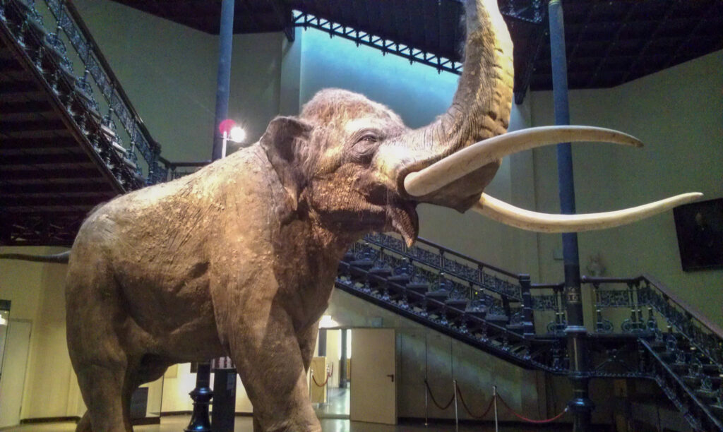 Naturkundemuseum Berlin