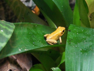 Berkenhof 's Tropical Zoo