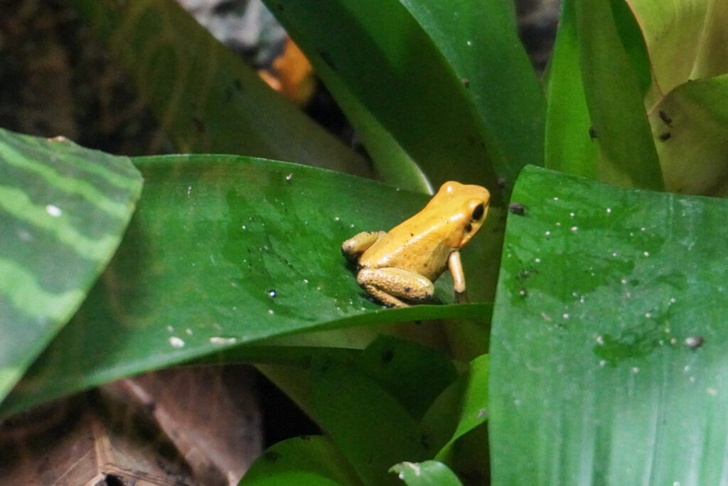Berkenhof 's Tropical Zoo