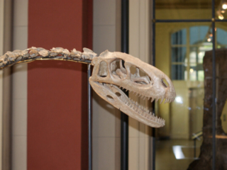 Naturkundemuseum Berlin