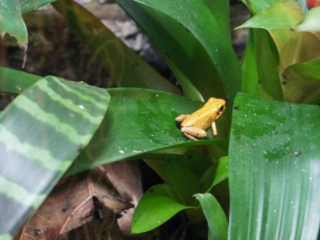Berkenhof 's Tropical Zoo