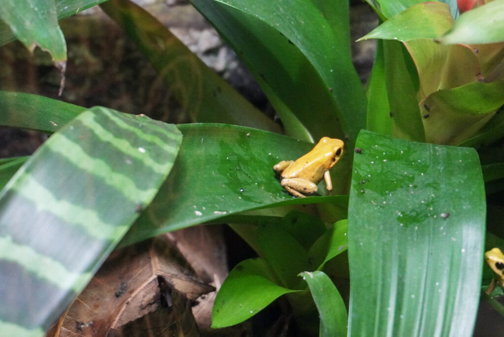 Berkenhof 's Tropical Zoo