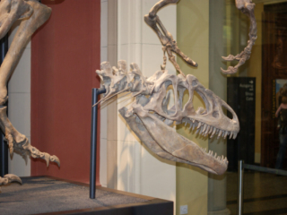 Naturkundemuseum Berlin