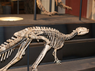 Naturkundemuseum Berlin