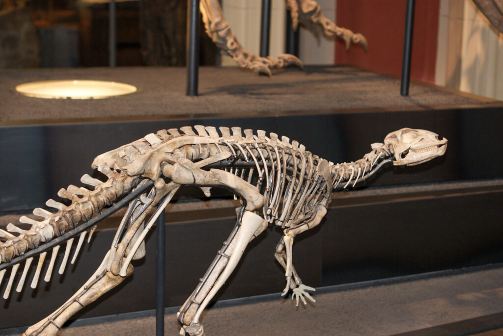 Naturkundemuseum Berlin