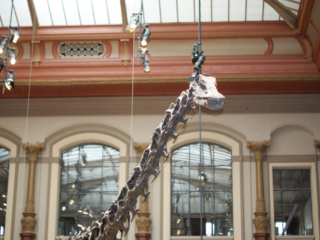 Naturkundemuseum Berlin