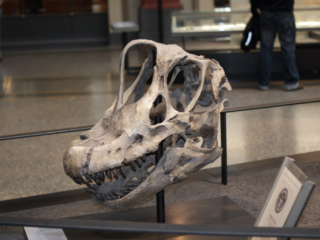Naturkundemuseum Berlin