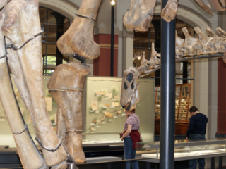 Naturkundemuseum Berlin