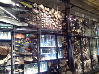 Naturkundemuseum Berlin