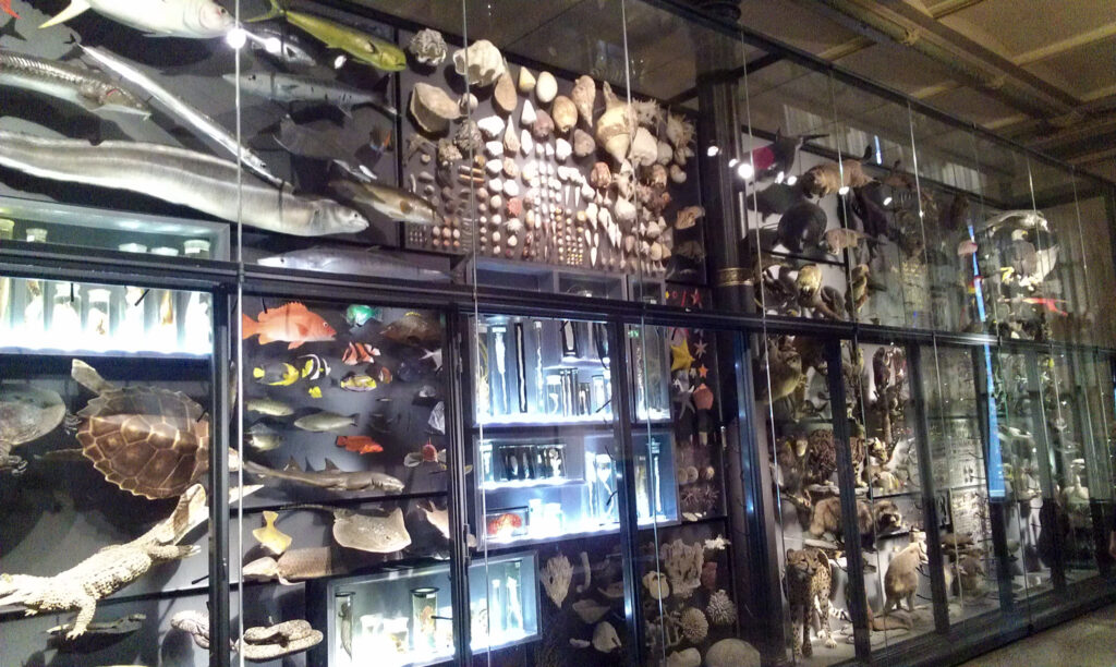 Naturkundemuseum Berlin