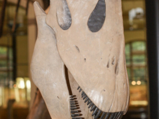 Naturkundemuseum Berlin