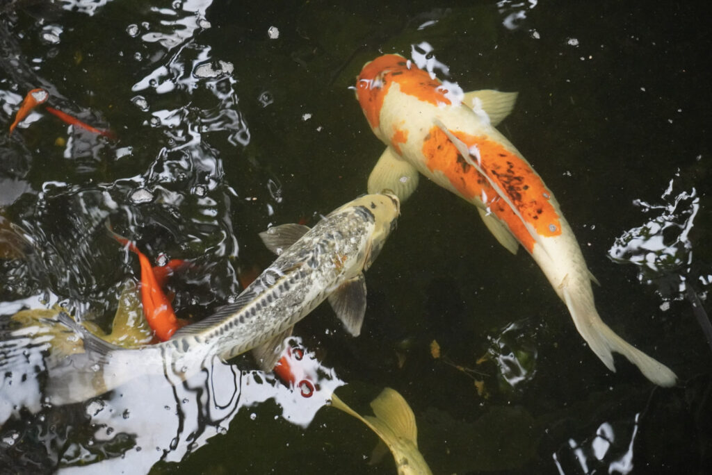 Berkenhof 's Tropical Zoo