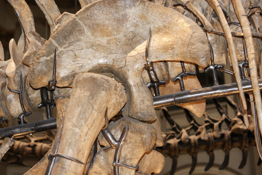 Naturkundemuseum Berlin