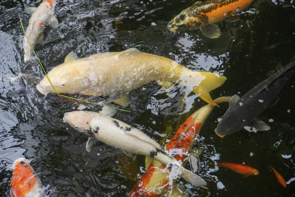 Berkenhof 's Tropical Zoo