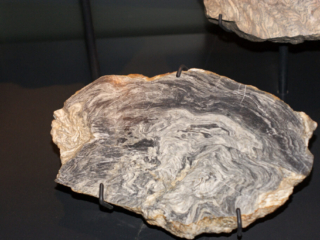 Naturkundemuseum Berlin