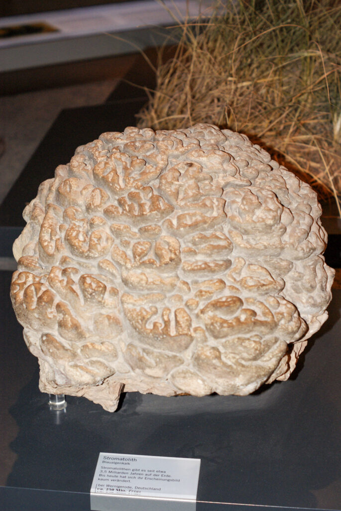 Naturkundemuseum Berlin