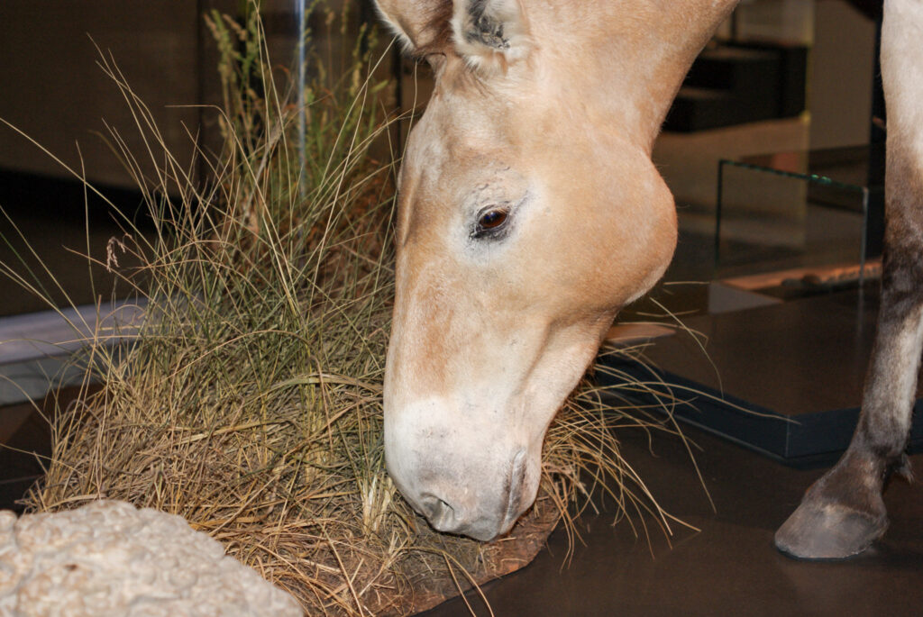 Naturkundemuseum Berlin