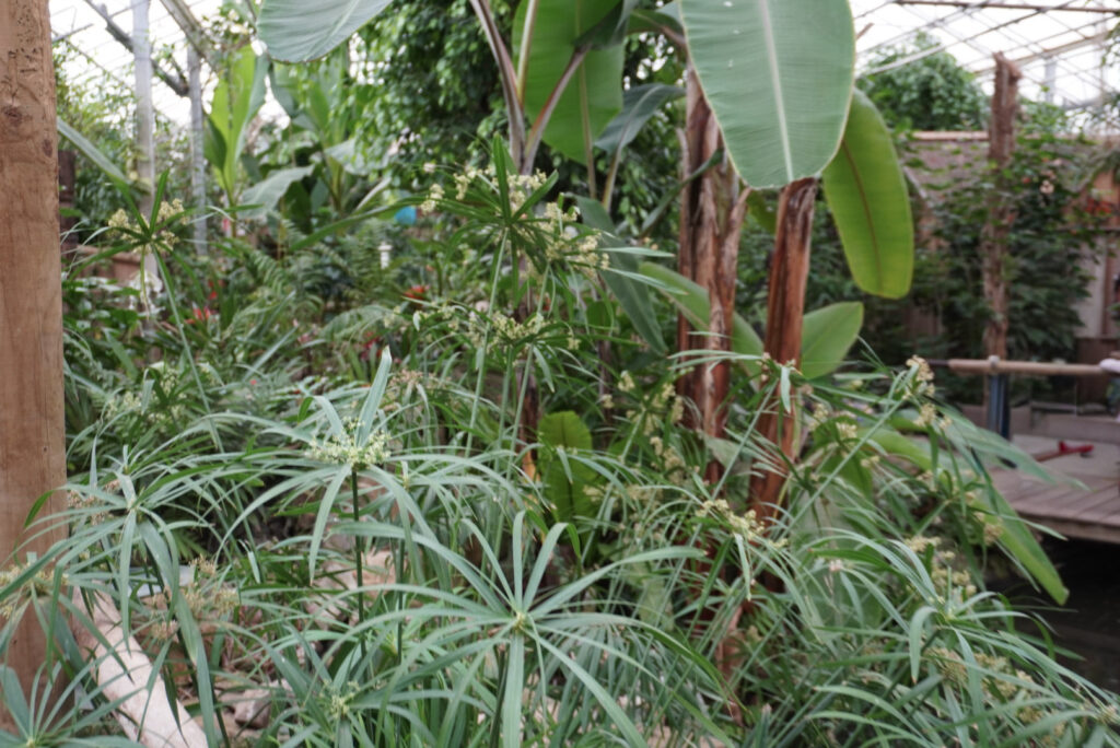 Berkenhof 's Tropical Zoo