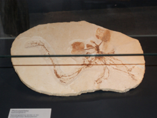 Naturkundemuseum Berlin