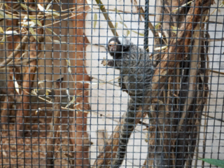 Berkenhof 's Tropical Zoo
