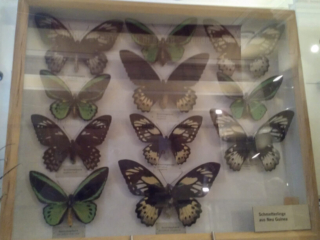 Naturkundemuseum Berlin