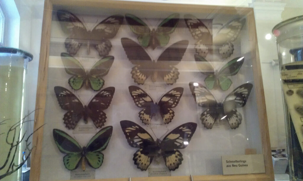 Naturkundemuseum Berlin