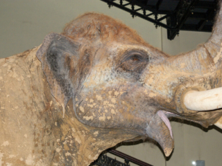 Naturkundemuseum Berlin