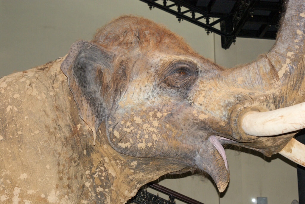 Naturkundemuseum Berlin