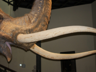 Naturkundemuseum Berlin