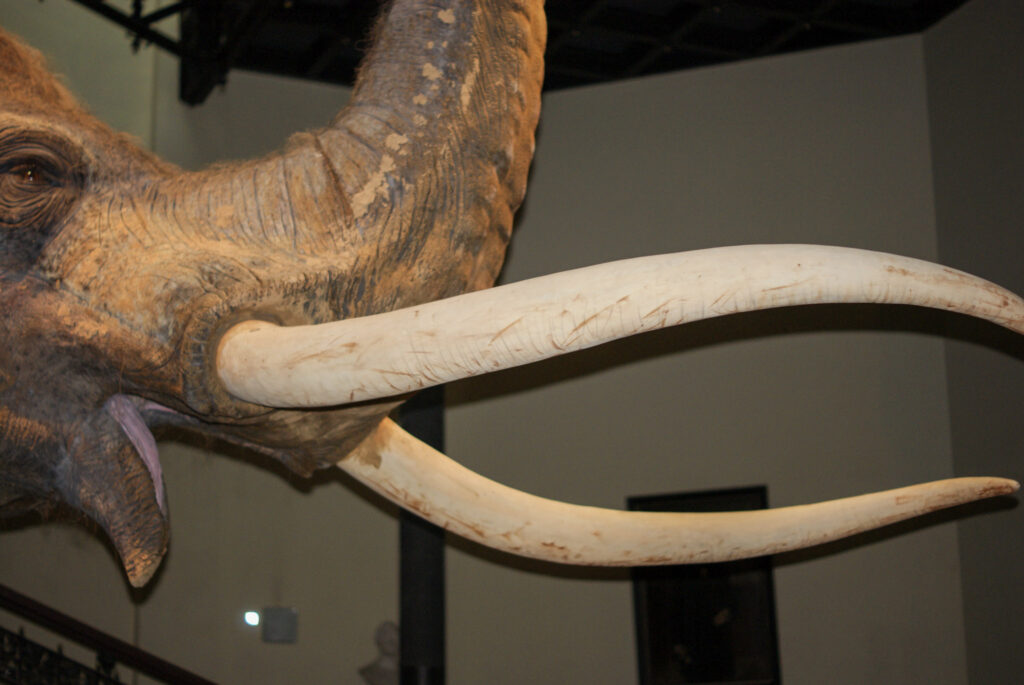 Naturkundemuseum Berlin