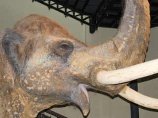 Naturkundemuseum Berlin