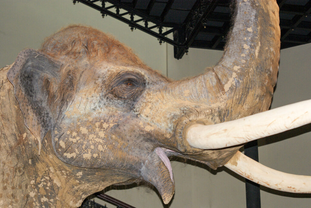 Naturkundemuseum Berlin