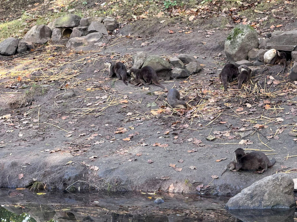 Center Parcs De Kempervennen